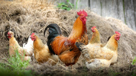 slepice chickens-2522623 1280